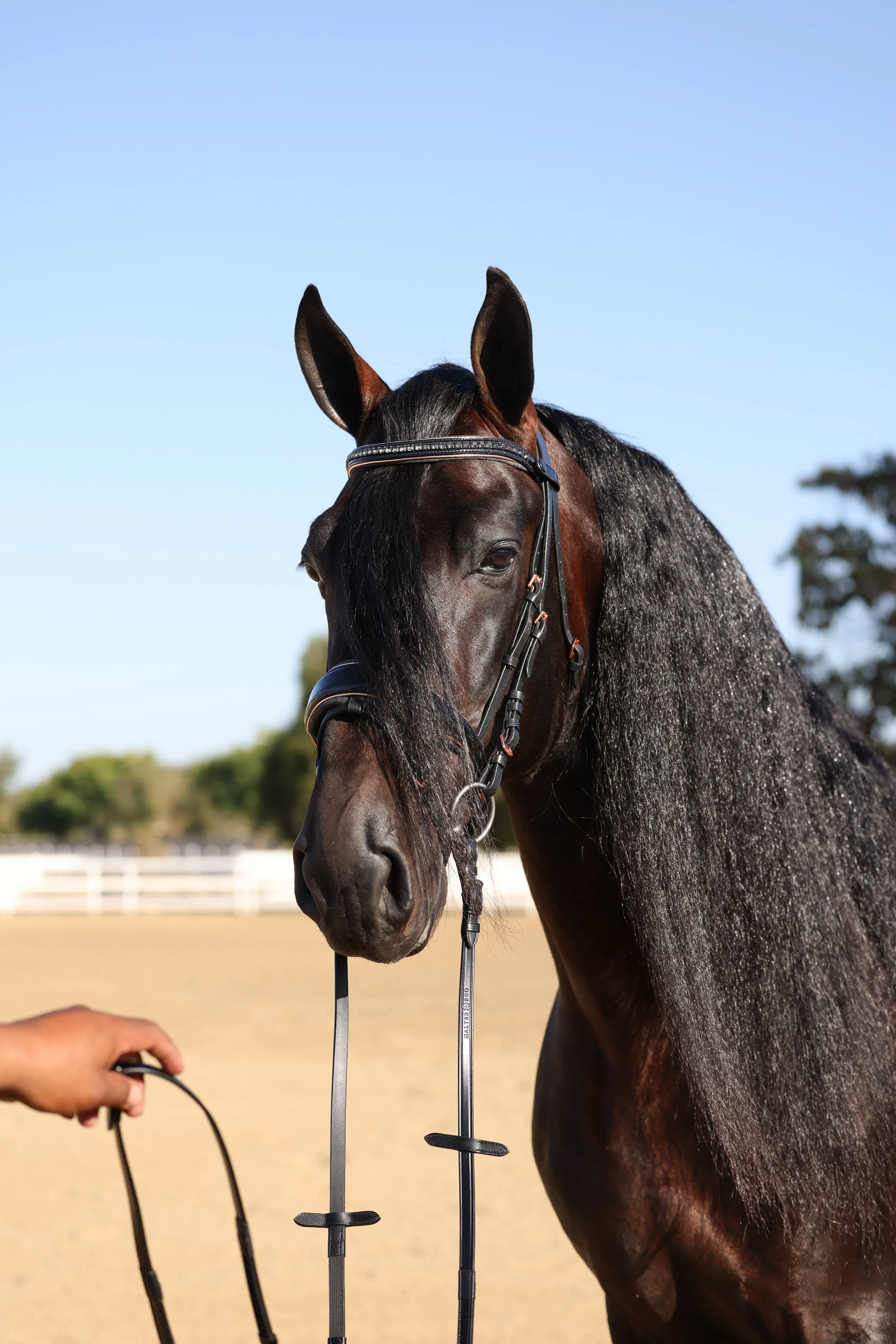 New Yorker Rose Gold Black Patent Snaffle Bridle