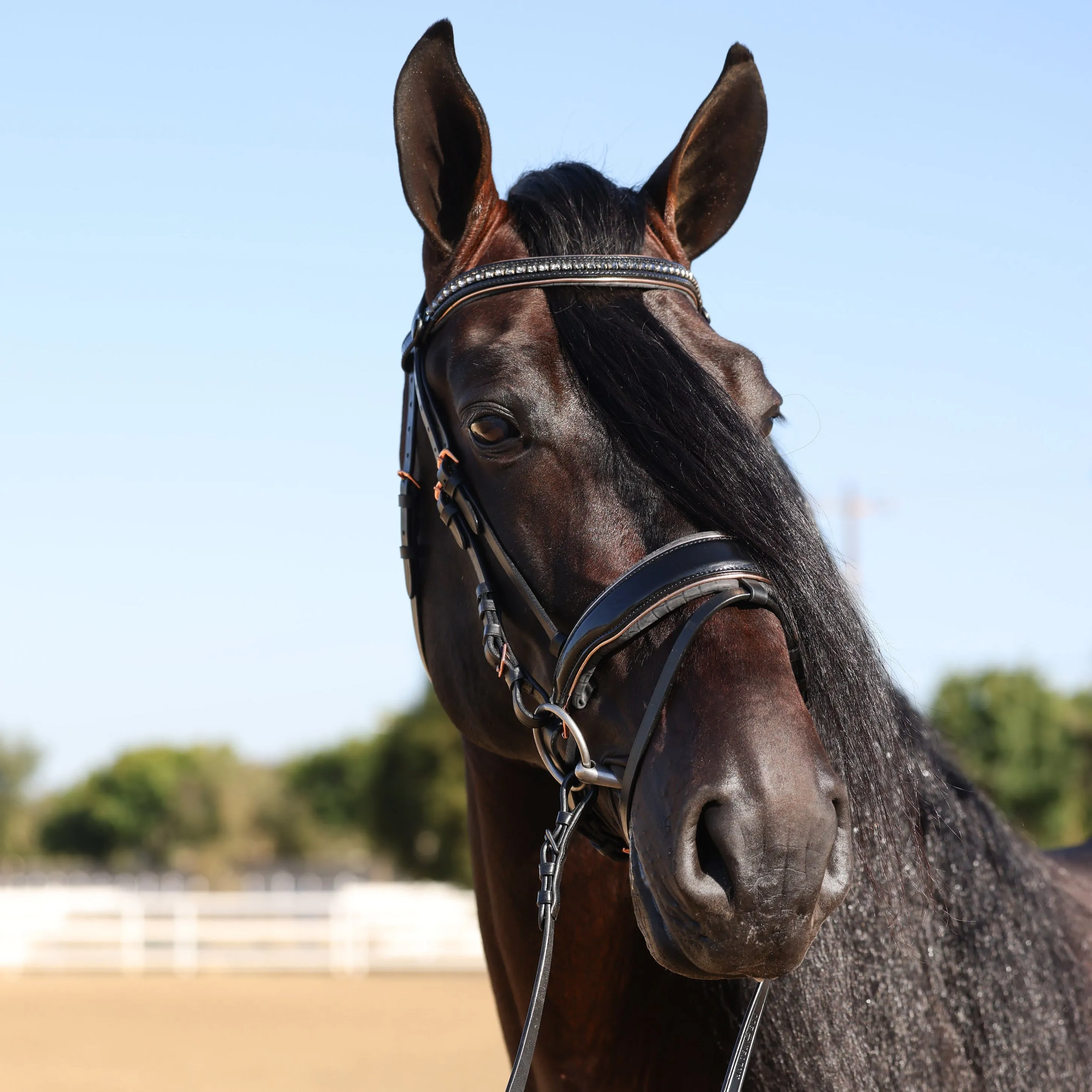 New Yorker Rose Gold Black Patent Snaffle Bridle